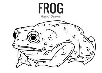 frog on a white background