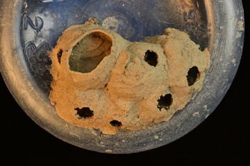 Mud Wasp