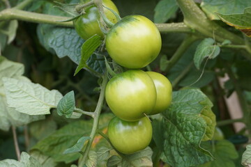 Close-Up of Green Unripe Cherry Tomatoes Growing on the Vine in the Garden