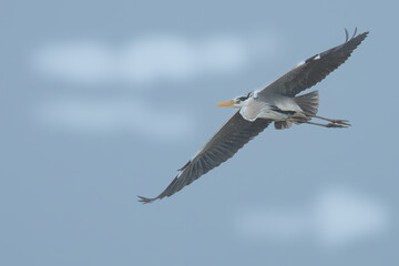 Gray Heron on a Gray Day in Tainan Taiwan