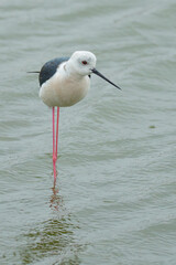 Delicate Black-Winged Stilt Wades on a Rainy Day in Tainan Taiwan