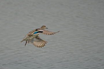 Common Greenshank Wading in Taiwan Wetland