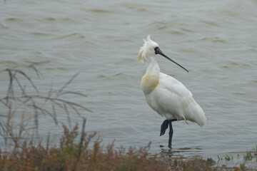 Endangered Black-Faced Spoonbill in Tainan Taiwan Wetland