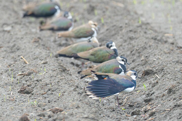 Northern Lapwings Rest in Farm Furrow on Windy Day in South Taiwan 