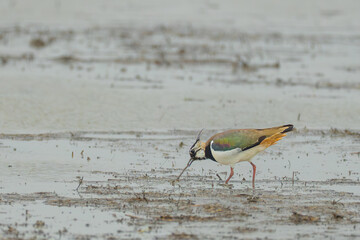 Northern Lapwings Rest in Farm Furrow on Windy Day in South Taiwan 