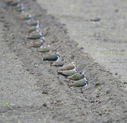 Northern Lapwings Rest in Farm Furrow on Windy Day in South Taiwan 