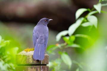 Endemic Taiwan Whistling Thrush in Nantou Park