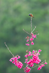 Endemic Chestnut Bellied Tit in Nantou Park