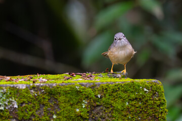 Endemic Morrison's Fulveeta in Nantou Park