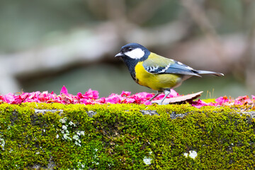 Endemic Taiwan Yellow Tit in Nantou Park