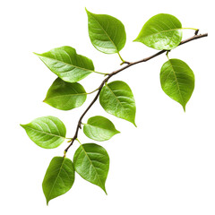 Fototapeta premium Green leaves on branch isolated against a white background showcasing their vibrant nature, green leaves isolated on white background