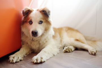 Large fluffy mixed breed dog lies by the refrigerator in a bright modern kitchen