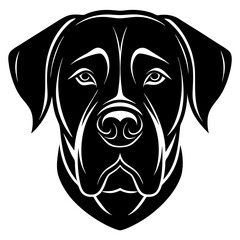 black labrador puppy