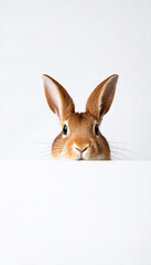 Close-up of a Cute Brown Rabbit Peeking from Behind White Background