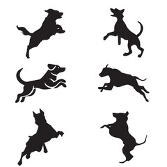 Crazy Black and White Dog