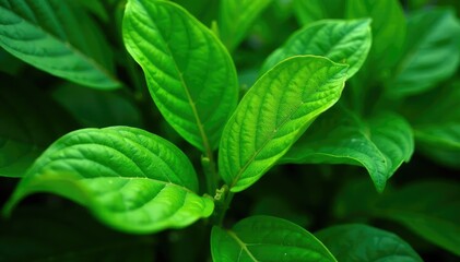 Lush green leaves, vibrant and healthy, perfect for nature backgrounds , verdant, outdoor