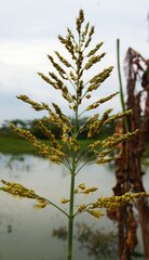 Naklejka premium Closeup of sorghum or sorghum halepense flower with blurred river background