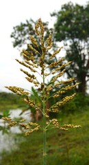 Closeup of sorghum or sorghum halepense flower with blurred river background