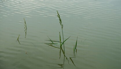 close up of green grass in the middle of flowing river water, suitable for background