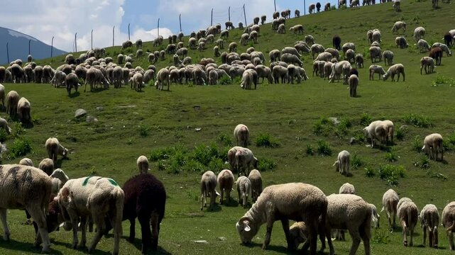 Sheep sacrifice Eid-Ul-Adha the Muslim Community Festival. Eid Adha Mubarak. Eid Mubarak on Bakra Eid. Sheeps in green field of Gulmarg  Clip 21