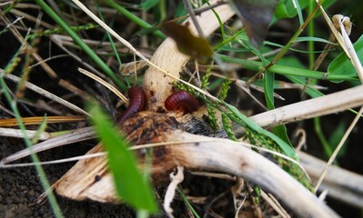 Trigoniulus corallinus, or millipedes, these animals are often found in gardens.