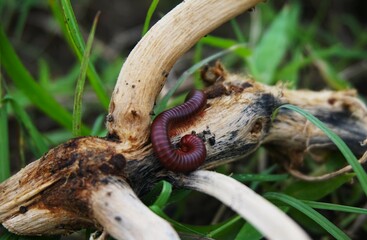 Trigoniulus corallinus, or millipedes, these animals are often found in gardens.