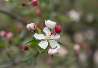 봄에 피는 앙증맞은 귀여운 작은 꽃들