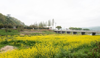유채꽃이 노랗게 핀 농촌 풍경