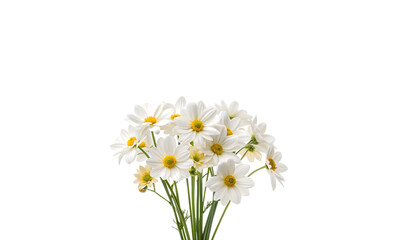 A bouquet of fresh white daisies with yellow centers isolated on transparent background.