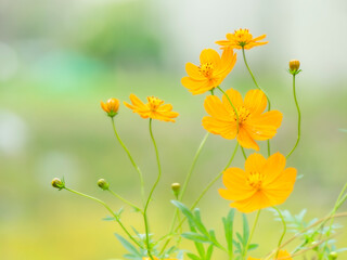 秋の公園や花壇を彩るコスモス（キバナコスモス）のある風景。眩しい日差しでボケた様子。ぼんやりした花畑のイメージ。