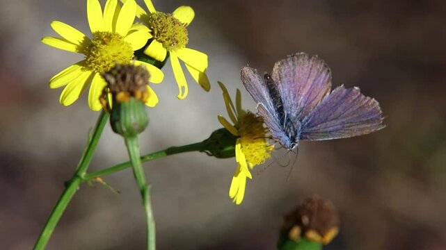 polyommatus icarus common blue butterfly on a senecio inaequidens or narrow-leaved ragwort
