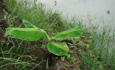 a small banana tree on the edge of the river and surrounded by weeds