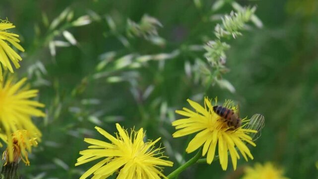 short clip of a honey bee on a rough hawksbeard blossom 