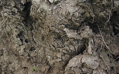 Closeup of soil texture, the background of the soil texture is brown, uneven and cracked.