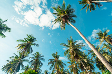 Obraz premium Coconut trees and clear sky on an island in summer,View from below into a coconut plantation on the island.