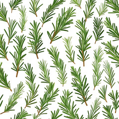 Obraz premium Rosemary herbal plants botanical food spice