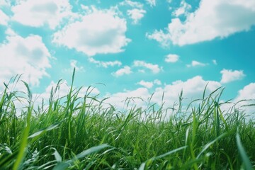 Obraz premium Lush green grass under a vibrant blue sky with fluffy clouds in a serene outdoor setting, beautiful nature with green grass and blue sky for live wallpaper, Photo background ing