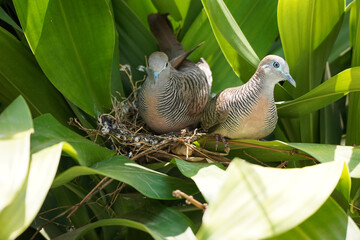 Zebra dove on nest in yucca plant with male and female doves resting