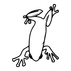 sweet little tree frog drawing