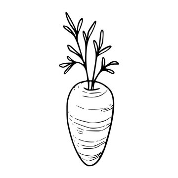 organic turnip vegetable design element
