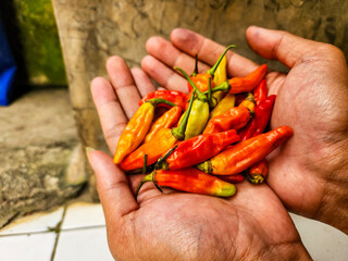 hand holding red hot chili peppers