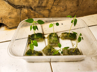 green plant in a pot