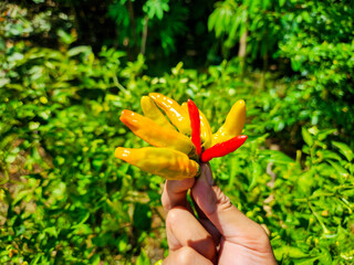 hand holding red hot chili peppers