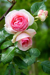 日出町の春バラ