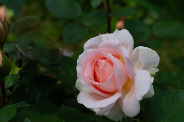 日出町の春バラ