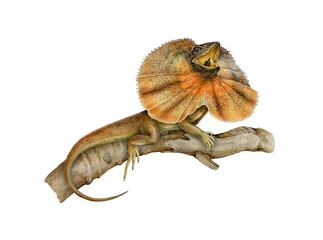 Frilled lizard on the tree branch watercolor illustration. Australia native dragon reptile with neck decoration. Chlamydosaurus kingii frilled agama sitting on tree twig on white background