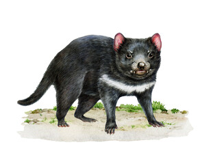 Tasmanian devil on the ground watercolor illustration. Tasmanian devil largest surviving carnivorous marsupial. Sarcophilus harrisii Australia native wildlife animal realistic illustration