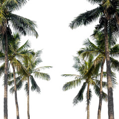 Obraz premium coconut palm tree isolated on transparent