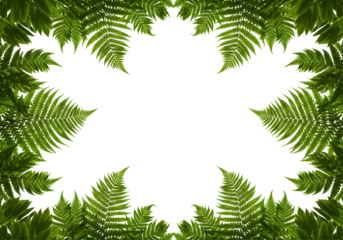 Lush green fern leaves round frame natural botanical forest foliage design