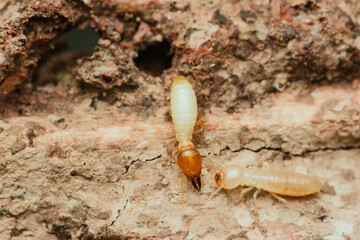 Termites destroying wood in house, close-up macro shot